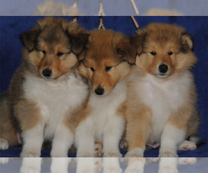 Collie Puppy for sale in GR, MI, USA