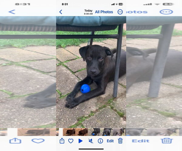 Medium Photo #3 Mutt Puppy For Sale in Germantown, OH, USA
