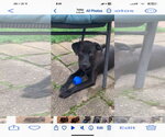 Small Photo #3 Mutt Puppy For Sale in Germantown, OH, USA