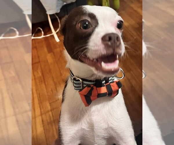 Medium Photo #13 Boston Terrier-Unknown Mix Puppy For Sale in New York, NY, USA