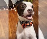 Small #12 Boston Terrier Mix