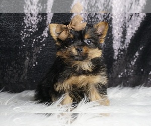 Weimaraner Puppy for sale in WARSAW, IN, USA