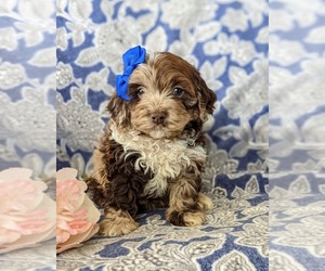 Cock-A-Poo-Poodle (Toy) Mix Puppy for sale in ELKTON, MD, USA