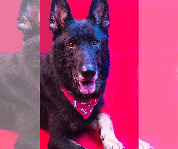 Medium Photo #4 German Shepherd Dog-Unknown Mix Puppy For Sale in Holly Springs, MS, USA