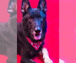 Small #3 German Shepherd Dog Mix