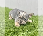 Small Photo #18 French Bulldog Puppy For Sale in CASTLE ROCK, CO, USA