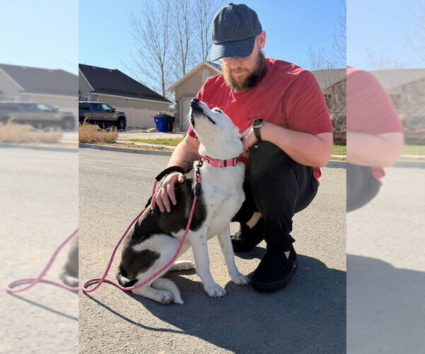 Medium Photo #4 Border Collie-Unknown Mix Puppy For Sale in Sandy, UT, USA