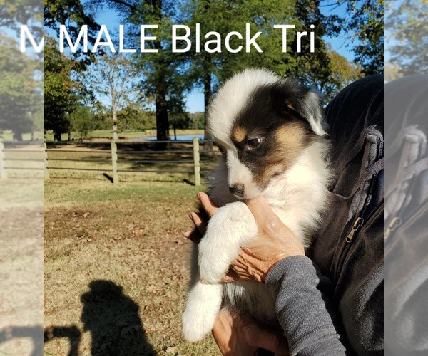 Medium Photo #8 Australian Shepherd Puppy For Sale in CLARKSVILLE, TX, USA