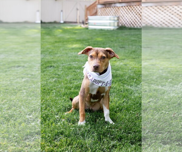 Medium Photo #3 Mutt Puppy For Sale in Crete, IL, USA