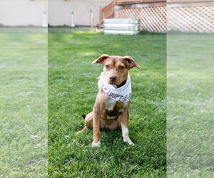 Sally Sue - Female Beagle-Unknown Mix Dog for Adoption - Photo #3
