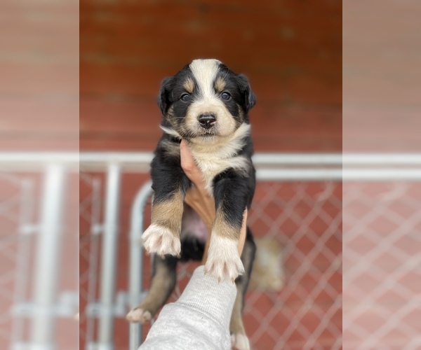 Medium Photo #8 Australian Shepherd Puppy For Sale in SAINT MATTHEWS, SC, USA