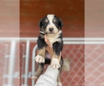 Small Photo #8 Australian Shepherd Puppy For Sale in SAINT MATTHEWS, SC, USA