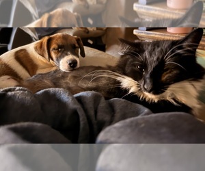Jack Russell Terrier Litter for sale in FREEMAN, MO, USA