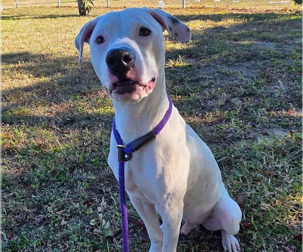 Medium Photo #1 American Pit Bull Terrier-Unknown Mix Puppy For Sale in Ocala, FL, USA