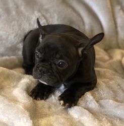 French Bulldog Puppy for sale in CHARLESTON, SC, USA