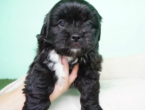 Medium Photo #5 Shih Tzu Puppy For Sale in FULLERTON, CA, USA
