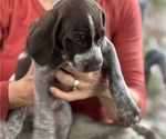 Small Photo #5 German Shorthaired Pointer-German Wirehaired Pointer Mix Puppy For Sale in DEFUNIAK SPRINGS, FL, USA