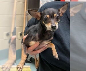 Chihuahua-Unknown Mix Dogs for adoption in Woodbury, NY, USA