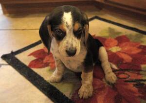 Beagle Puppy for sale in ORLANDO, FL, USA
