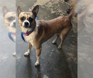Chihuahua-Unknown Mix Dogs for adoption in Tallahassee, FL, USA