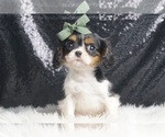 Small #1 Cavalier King Charles Spaniel