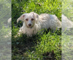 Maltese-Unknown Mix Dogs for adoption in Cranston, RI, USA