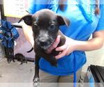 Small German Shepherd Dog Mix