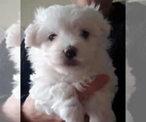Maltese Puppy for sale in BUFFALO, NY, USA