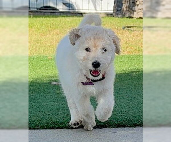 Medium Photo #4 Poodle (Standard)-Unknown Mix Puppy For Sale in Corona, CA, USA