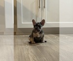Puppy Trixie French Bulldog