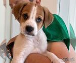 Small #1 Labrador Retriever Mix