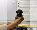 Small #1 Belgian Malinois-Rhodesian Ridgeback Mix
