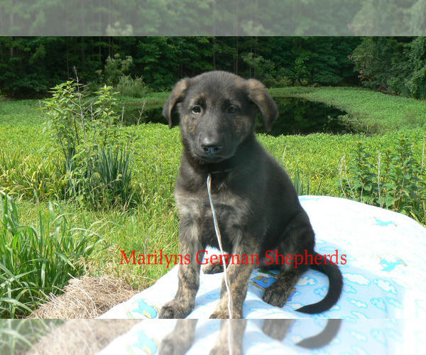 Medium Photo #4 German Shepherd Dog Puppy For Sale in PIEDMONT, MO, USA