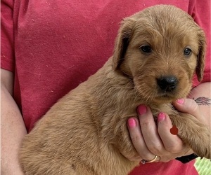 Golden Retriever Puppy for sale in MCCOMB, MS, USA