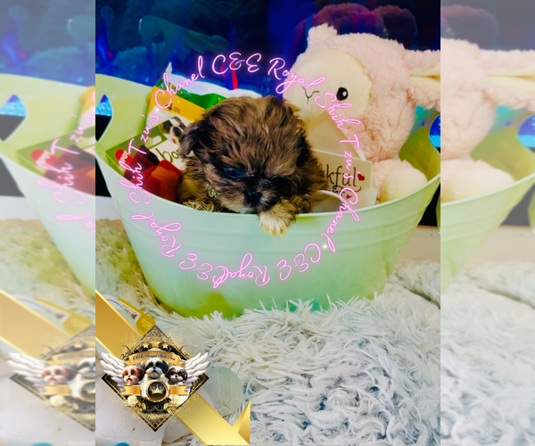Medium Photo #9 Shih Tzu Puppy For Sale in ATHENS, GA, USA