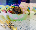 Small #8 Shih Tzu