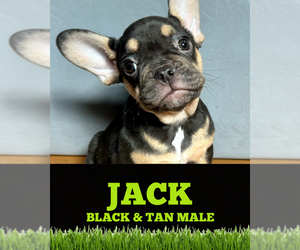 French Bulldog Puppy for sale in ORLANDO, FL, USA