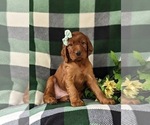 Small Photo #3 Irish Setter Puppy For Sale in BIRD IN HAND, PA, USA