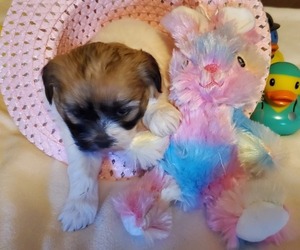 Bichon Frise-Zuchon Mix Puppy for sale in PERHAM, MN, USA