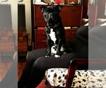 Small #1 Pug Mix
