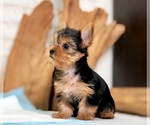 Small Photo #4 Yorkshire Terrier Puppy For Sale in SAN MATEO, CA, USA