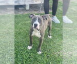 Small American Pit Bull Terrier Mix
