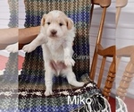 Small Photo #13 Pookimo Puppy For Sale in CLARE, MI, USA