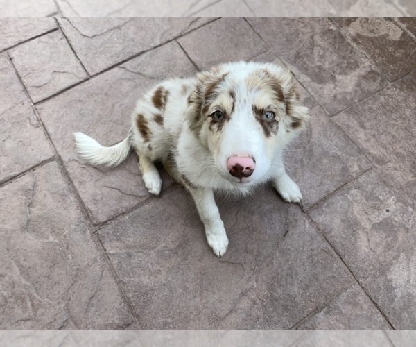 Medium Photo #1 Border Collie Puppy For Sale in CHULA VISTA, CA, USA