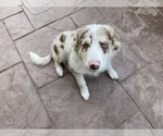 Small Photo #1 Border Collie Puppy For Sale in CHULA VISTA, CA, USA