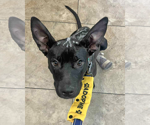 Medium Photo #5 Mutt Puppy For Sale in Corona, CA, USA