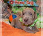 Puppy AKC Paloma Great Dane