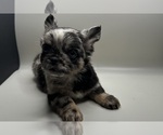 Small #5 French Bulldog