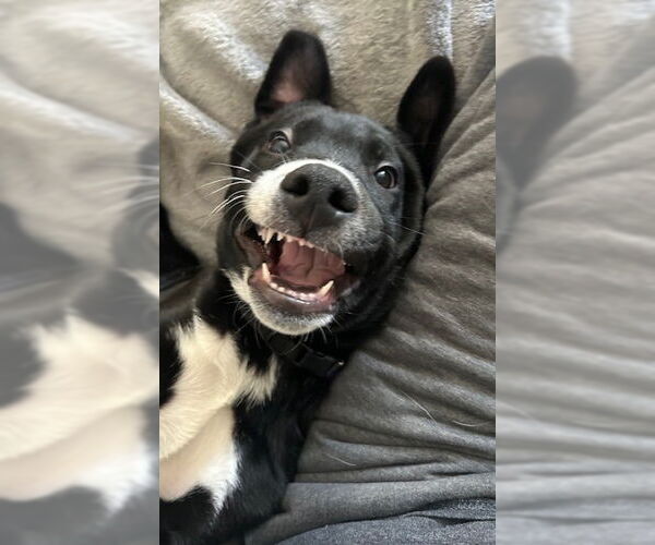 Medium Photo #5 Mutt Puppy For Sale in Genesee, WI, USA