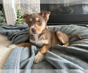 Australian Shepherd-German Shepherd Dog Mix Dogs for adoption in HESPERIA, CA, USA